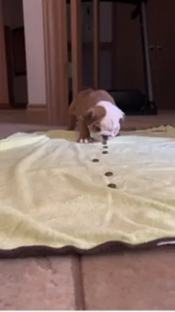 English Bulldog 