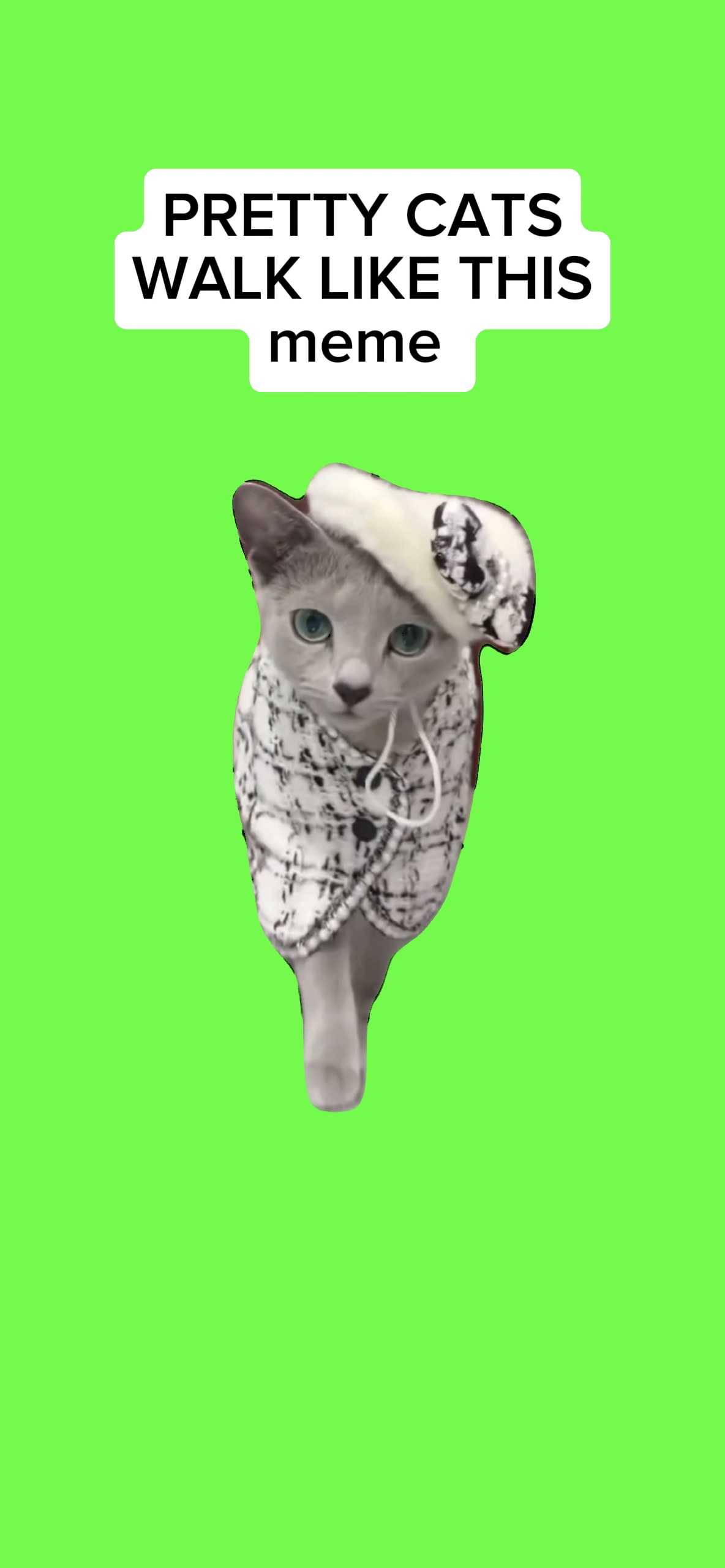 PRETTY CAT WALKING 
