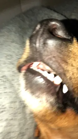 🐶🌟