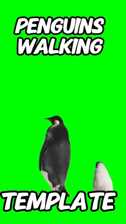 Penguins walking
