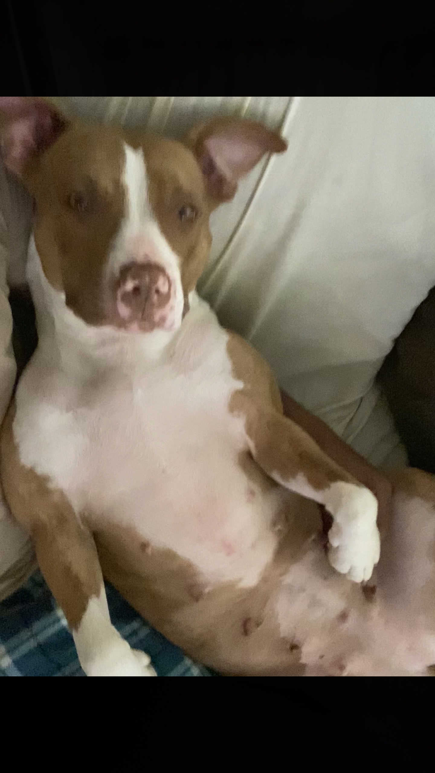 可爱的斗牛犬