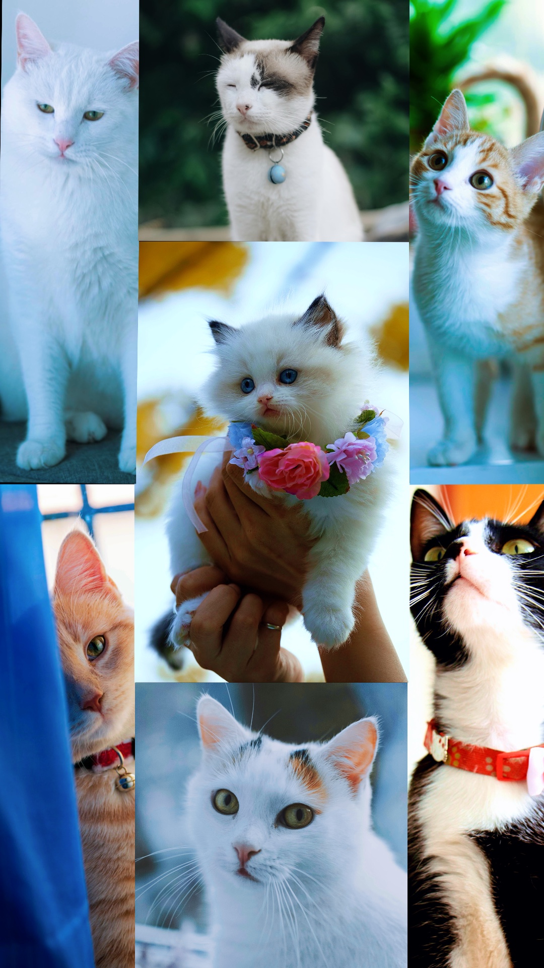 Cats trend