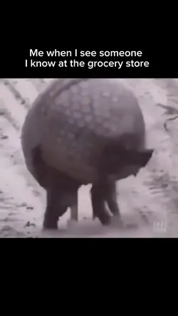 Armadillo meme