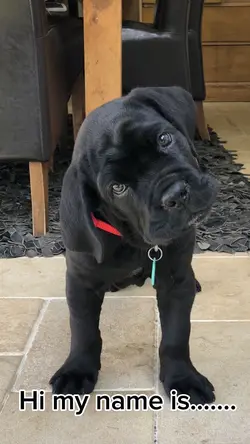 Puppy Glow Up🐶🐾