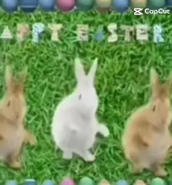 Bunnies dancing