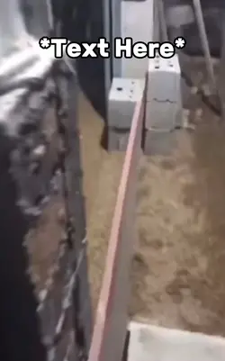 Crazy duck meme