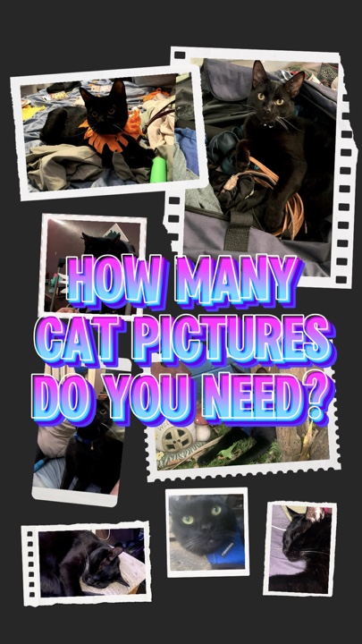 Fotos de gatos 