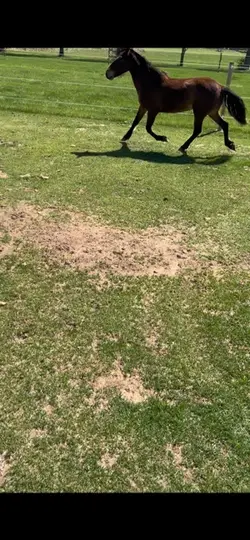 Whizzers a bit crazy