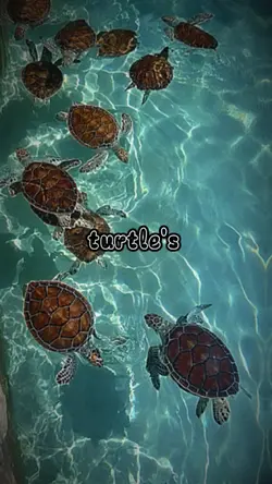 turtle's