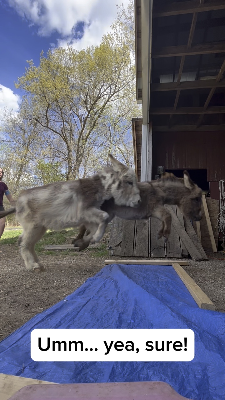 My spicy jalapeños 