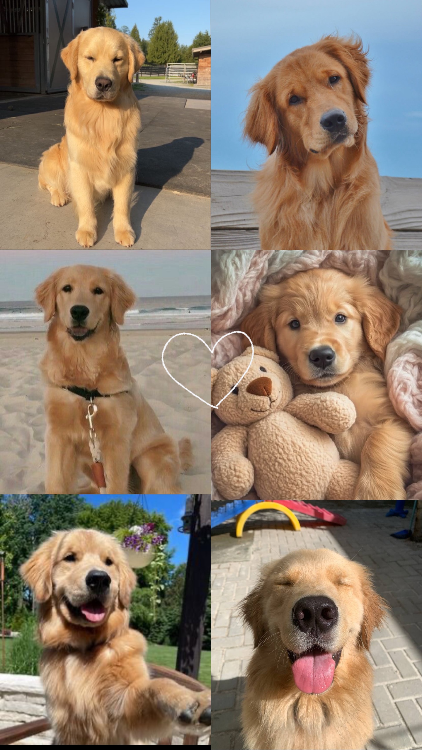 My Dog 🐶 