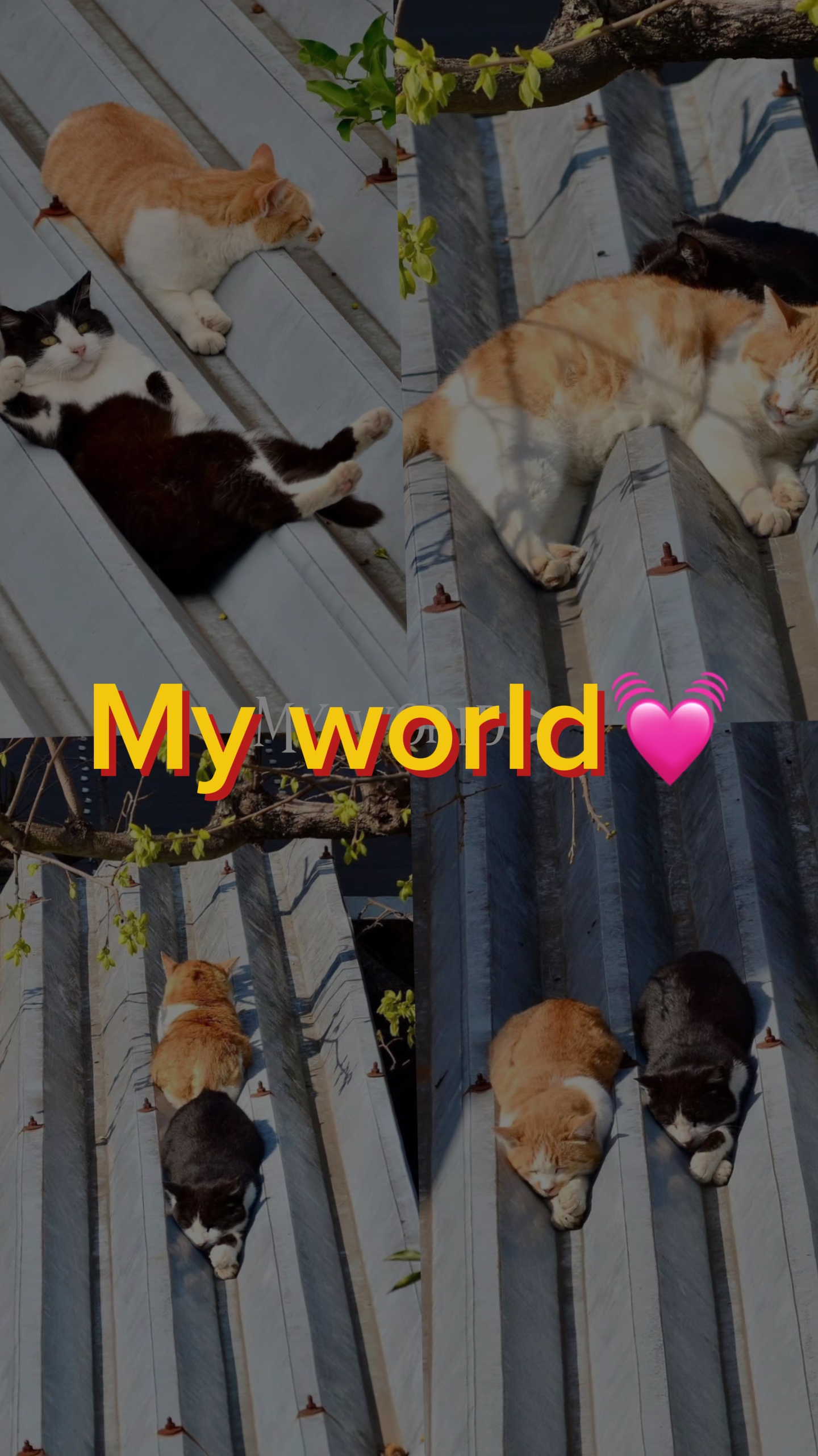 Mi Mundo Mi Mundo
