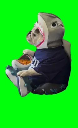 dog shark 