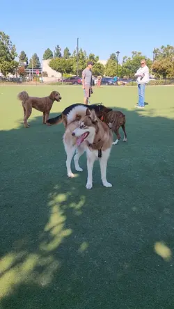 Dog Park 