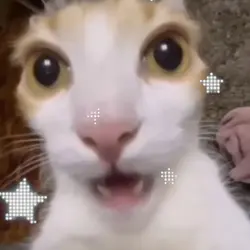 edit cats