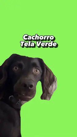 Cachorro tela verde