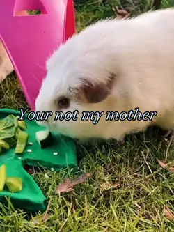 Guinea Pig version