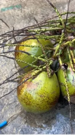 Água de coco