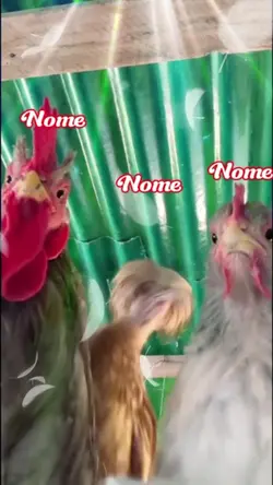 DANÇA NO GALINHEIRO 