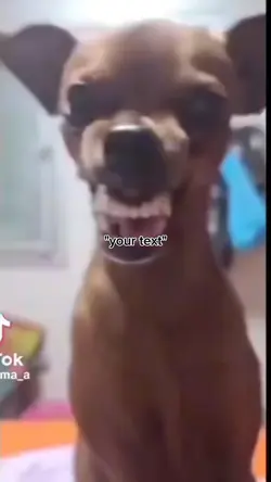 dog laugh meme
