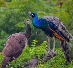 Peacock edit 🦚✰