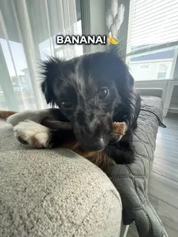 BANANA 🍌 🍌❗️