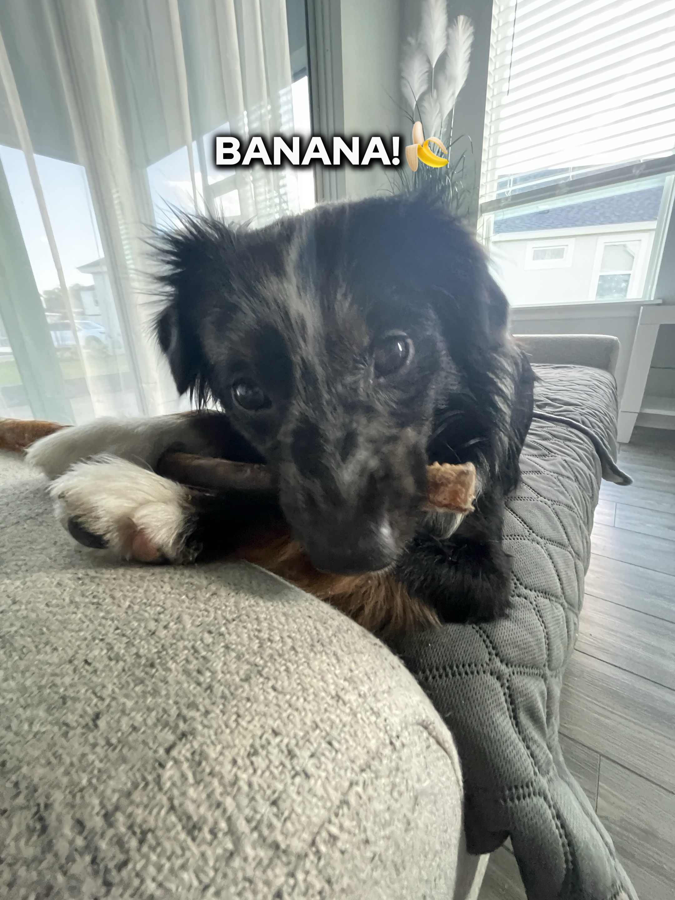 BANANA 🍌 🍌❗️