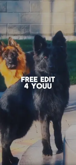 FREE EDIT