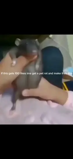 Ima have a rat