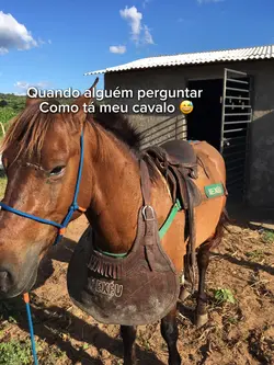 Como tá o cavalo 🐎 