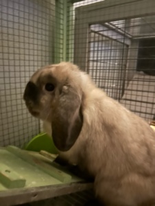 Ich liebe Kaninchen! 