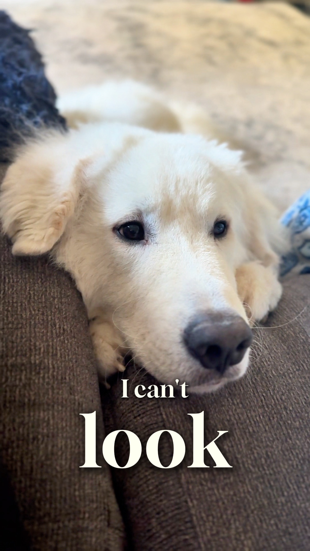 Funny Dog Template
