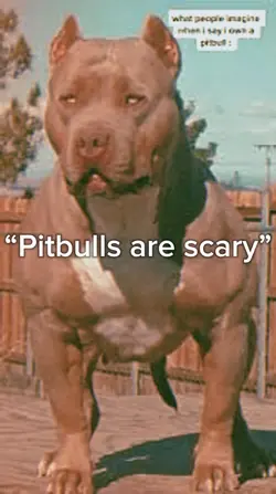 Pitbull lover
