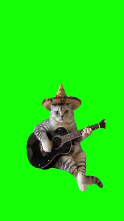  guitar cat