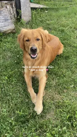 isn’t “just a dog” 💗