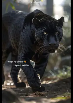 next is cougar!
