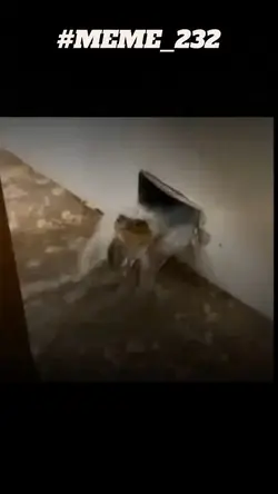 sapo reflexivo