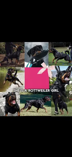 Rottweiler girl 💗