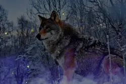 #wolf