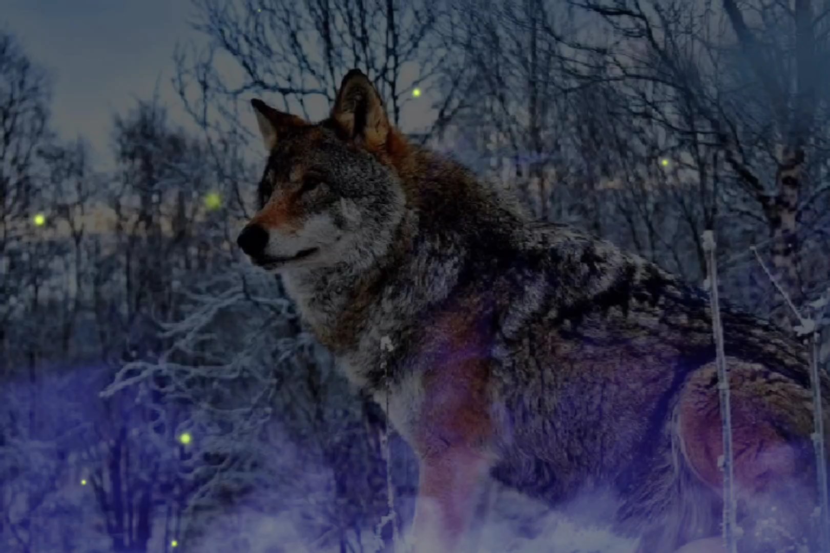 #wolf