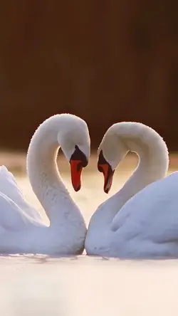 Holy swan