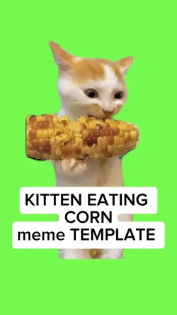 KITTEN EATING CORN