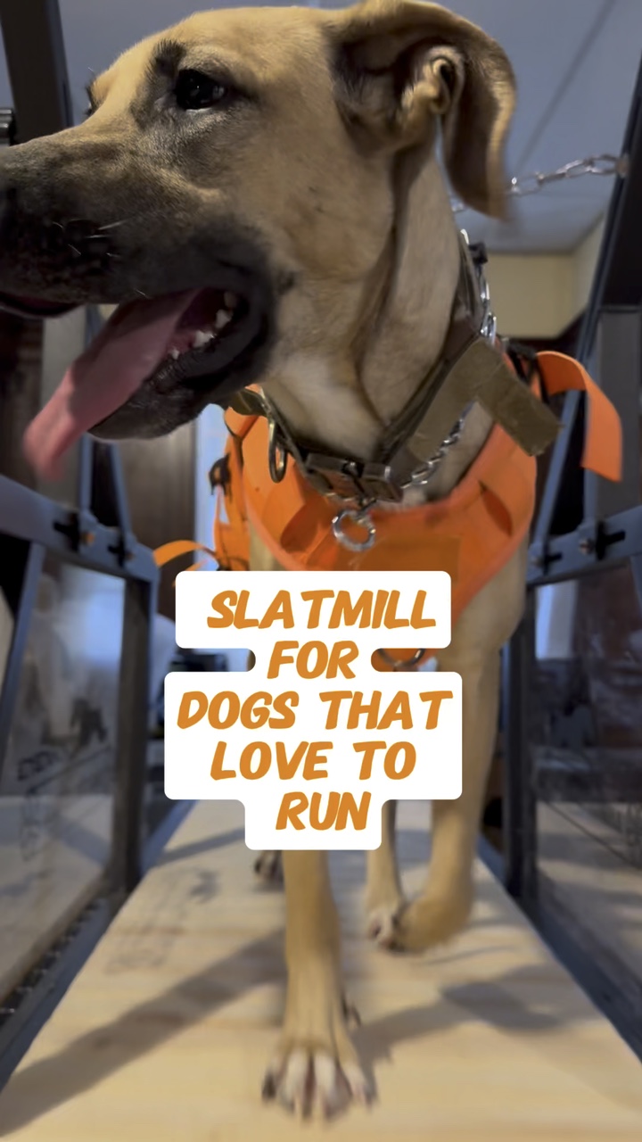 SLATMILL PARA PERROS