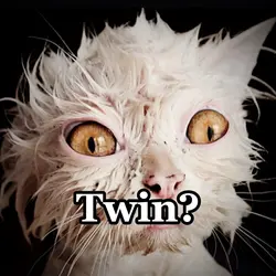 Ugly cat twin