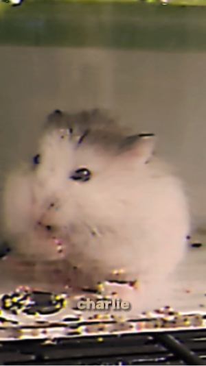 Du musst (Hamster)