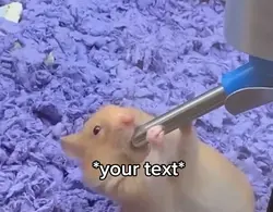 Hamster life
