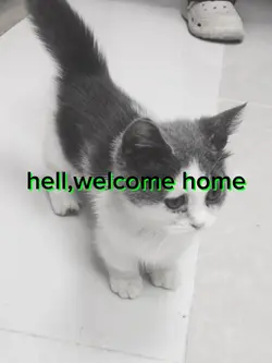 hello,welcome home