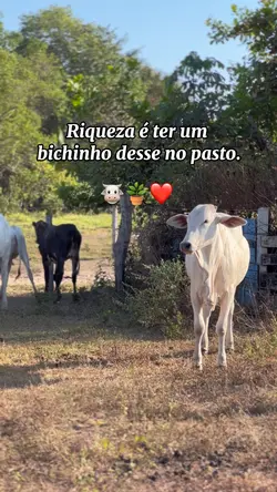 Fazenda Gado