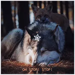 Fox and wolf