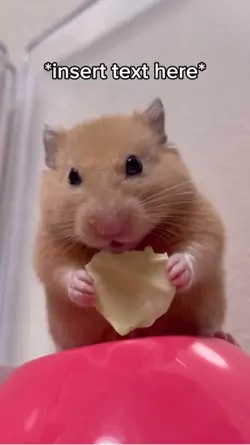 Hamster Eating